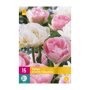 Tulpenbollen Double Sensation (XXL zak 15 stuks)